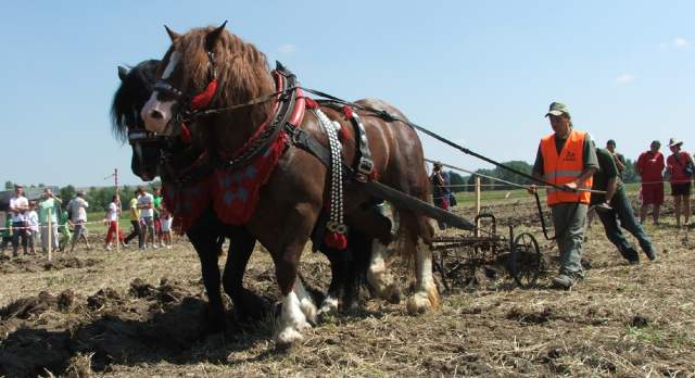 Matejik J orba AX 2010